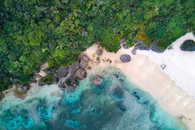 航空摄影的海旁绿树白天
